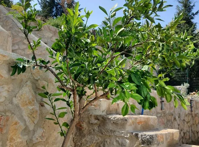 Vakantieboerderij Artolive Datça