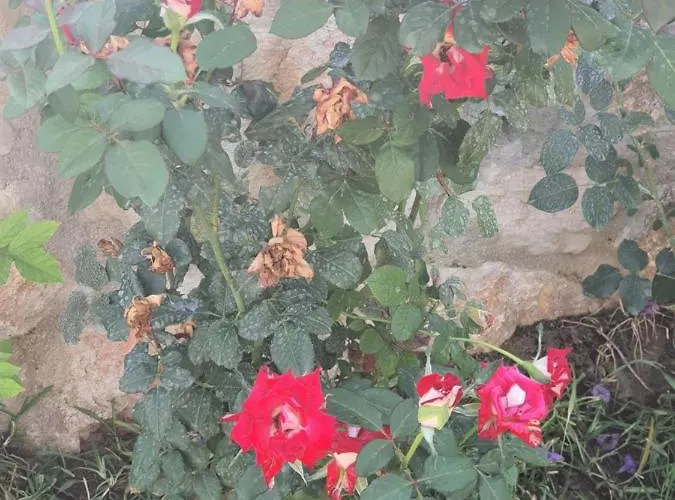 Artolive Vakantieboerderij