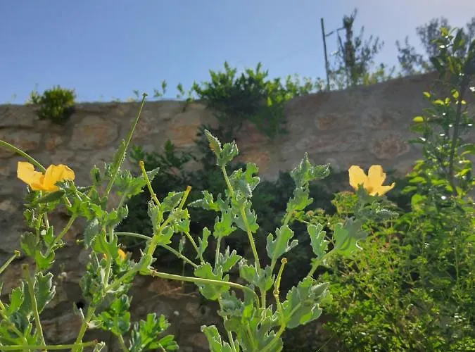 Artolive * Датча