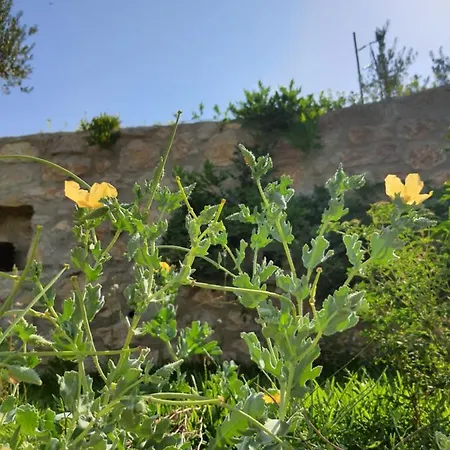 Farm stay Artolive Datca