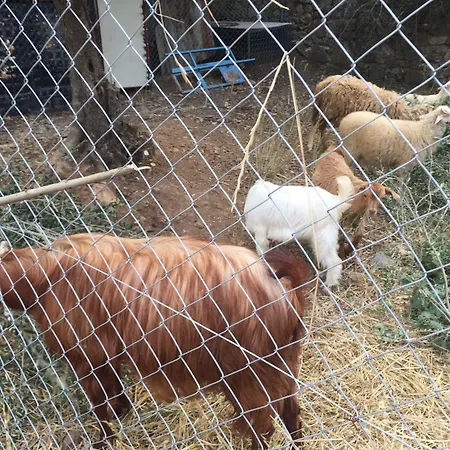 Farm stay Artolive *