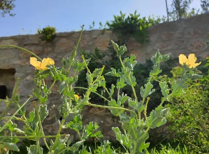 Farm stay Artolive Datca