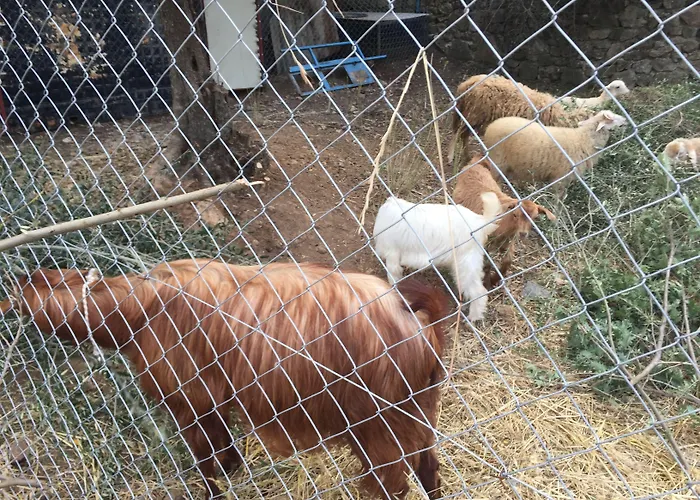 Farm stay Artolive *